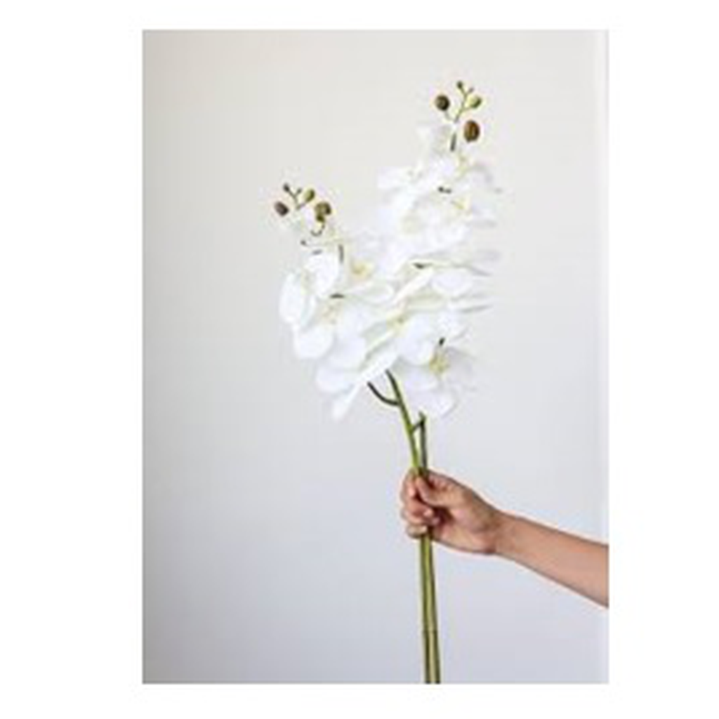 Orquidea blanca // Outlet